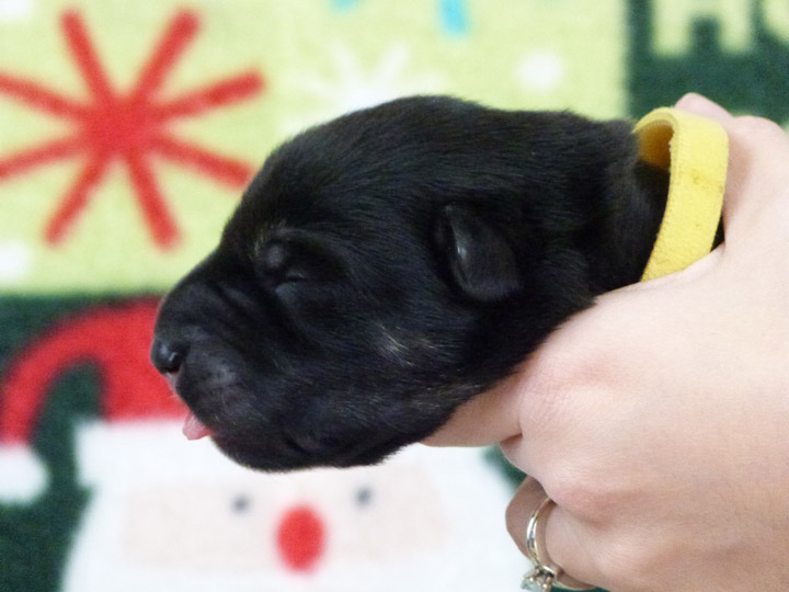 chinook puppy